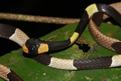 Photo of a Cope's Snail-eater (Dipsas copei)