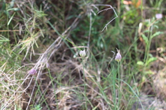 Allium acutiflorum