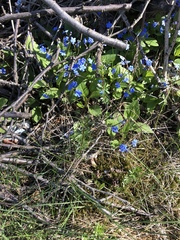 Omphalodes verna