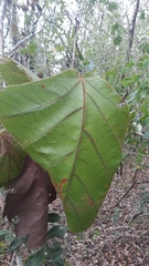 Coccoloba pubescens