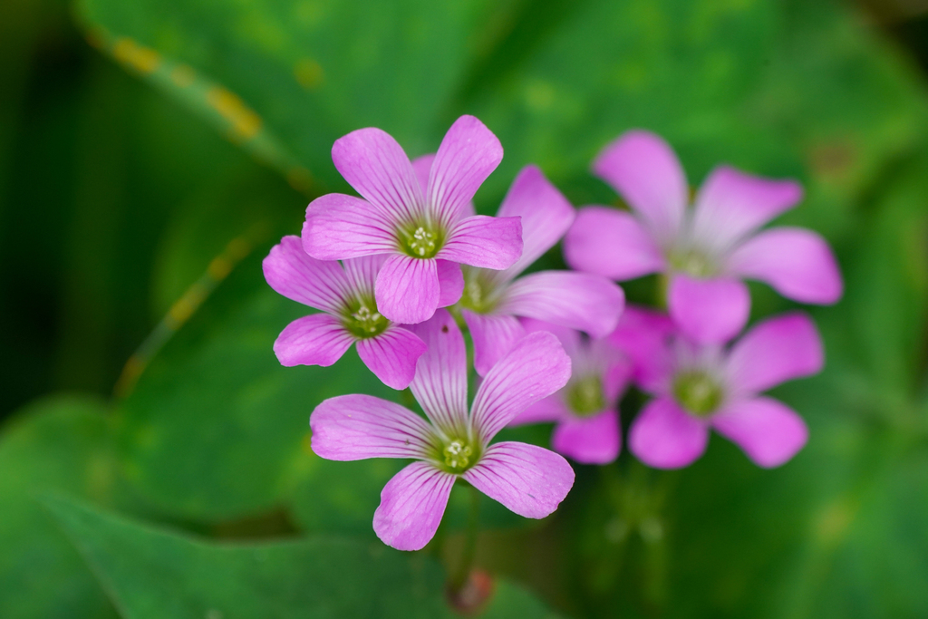 Largeflower pink-sorrel