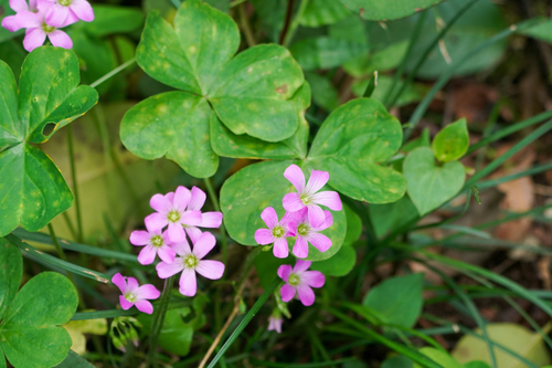 Oxalis debilis