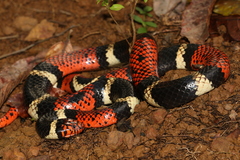 Aquatic Coral Snake photo 5