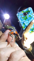 Pleurodema brachyops