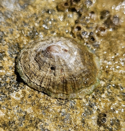 Mediterranean Limpet, photo 4 of 10