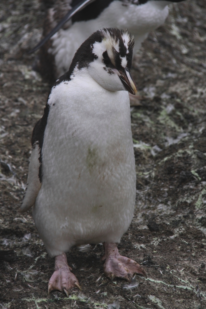 Close view of an erect-crested penguin's head and chest on stony ground