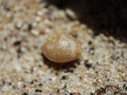 Cypraea mariae observed 2023-04-04