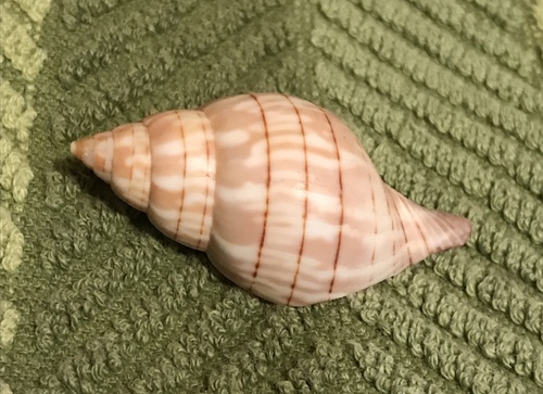 Western Banded Tulip