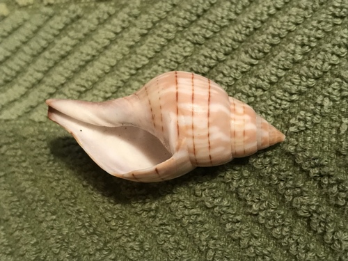 Western Banded Tulip