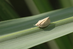 Mimophantia maritima