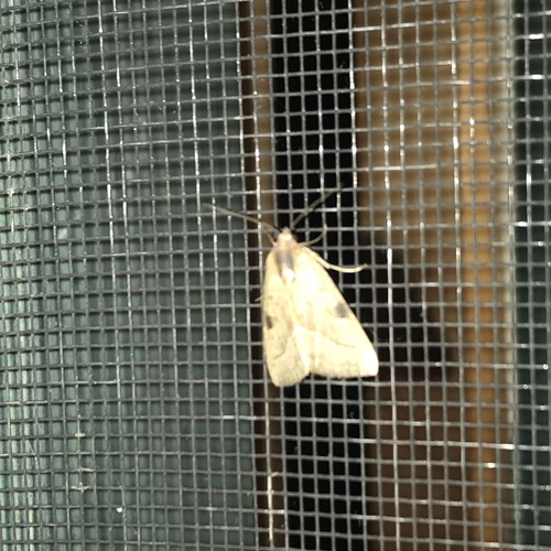 Wedgling Moth photo 3