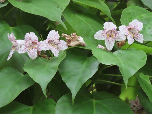Manchurian Catalpa (Catalpa bungei)