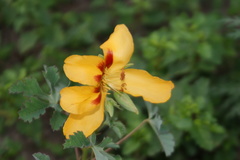 Cochlospermum wrightii