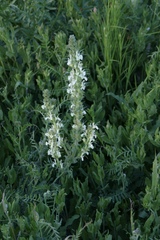 Salvia austriaca