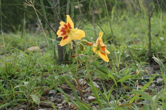 Cochlospermum wrightii