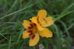 Cochlospermum wrightii