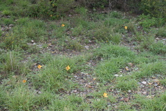 Cochlospermum wrightii