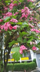 Crataegus