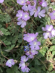 Sidalcea sparsifolia