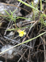 Pearsonia uniflora
