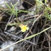 Pearsonia uniflora - Photo (c) Troos van der Merwe, μερικά δικαιώματα διατηρούνται (CC BY-NC), uploaded by Troos van der Merwe