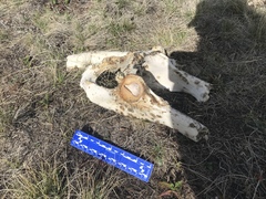 Cervus canadensis canadensis