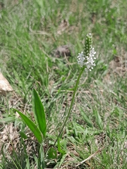 Plantago schwarzenbergiana
