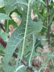 Lactuca serriola