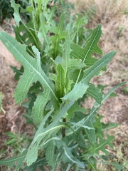 Lactuca serriola