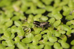 Tridactylidae