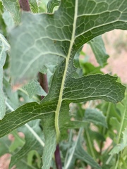 Lactuca serriola