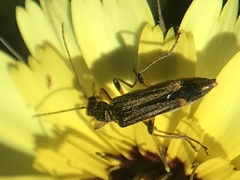 Oedemera barbara