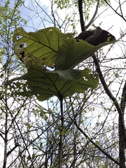 Coccoloba pubescens