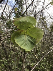 Coccoloba pubescens