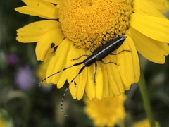 Agapanthia suturalis