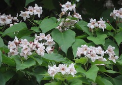 Catalpa bungei, photograph (c) Marco Mussita, some rights reserved (CC BY)