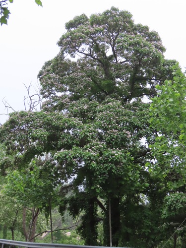 Image of Catalpa bungei by (c) Marco Mussita, some rights reserved (CC BY)