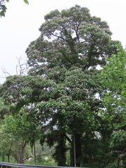 Catalpa bungei