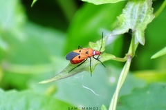 Dysdercus cingulatus