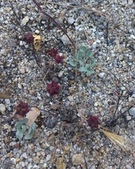 Eriogonum elegans