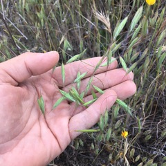 Bromus arenarius