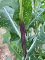 Lactuca serriola