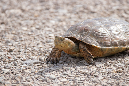 Mediterranean Turtle