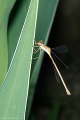 Lestes undulatus