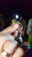 Pleurodema brachyops