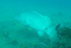 Epinephelus lanceolatus