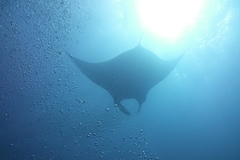Mobula