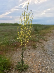 Verbascum graecum