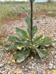 Verbascum graecum
