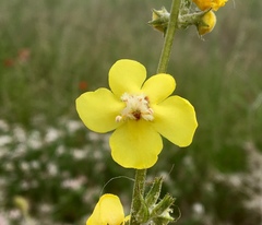 Verbascum graecum